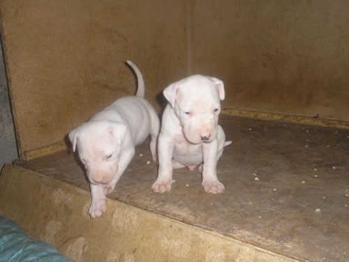 Dogo argentino - foto povečava