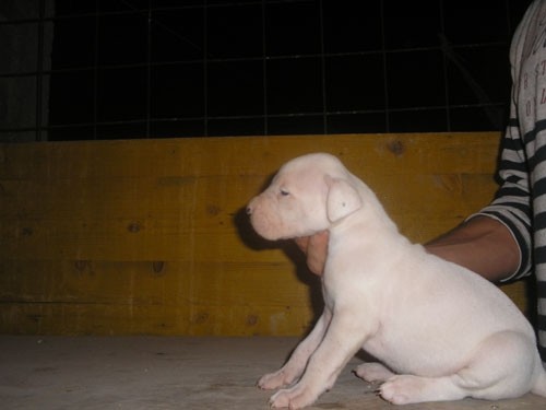 Dogo argentino - foto povečava