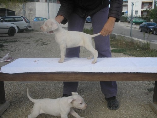 Dogo argentino - foto