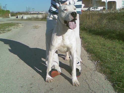 Dogo argentino - foto povečava