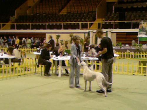 Dogo argentino - foto