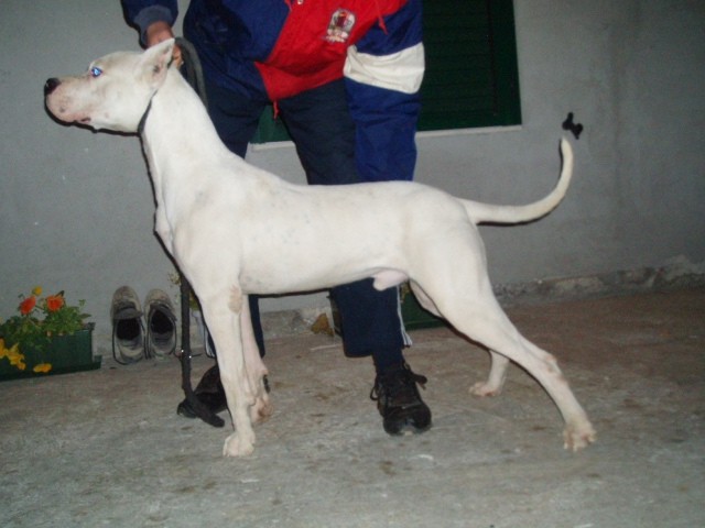 Dogo argentino - foto povečava