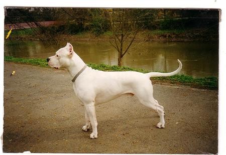 Dogo argentino - foto povečava