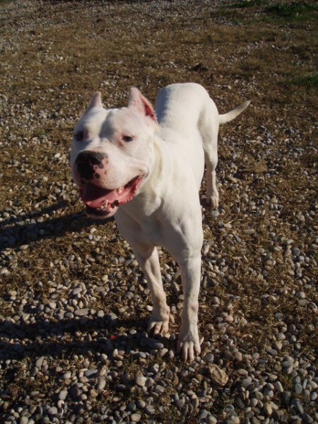 Dogo argentino - foto povečava