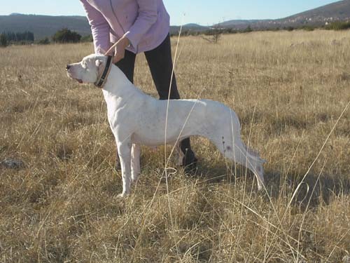 Dogo argentino - foto povečava