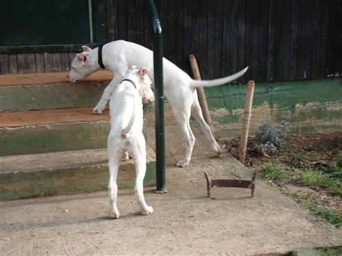 Dogo argentino - foto povečava