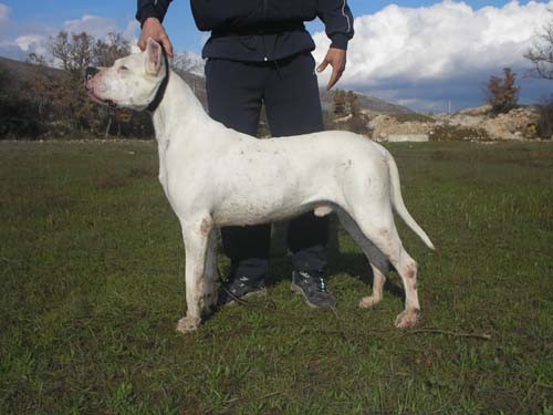 Dogo argentino - foto povečava