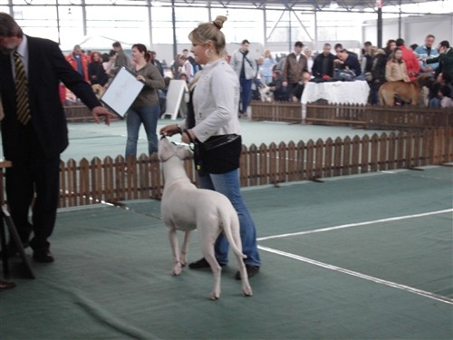 Dogo argentino - foto povečava