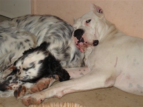 Dogo argentino - foto povečava