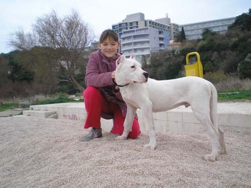 Dogo argentino - foto povečava