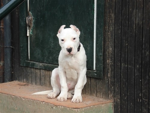 Dogo argentino - foto povečava