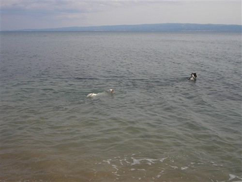 Dogo argentino - foto povečava