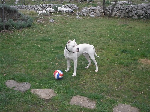 Dogo argentino - foto povečava