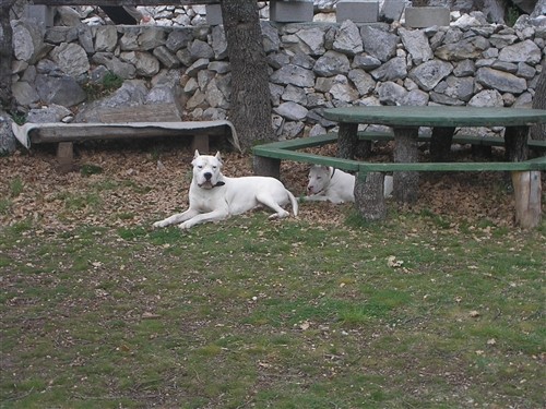 Dogo argentino - foto povečava