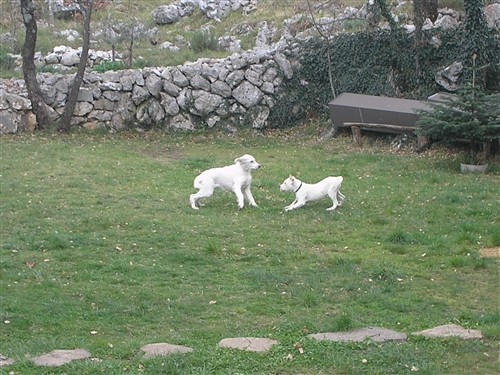 Dogo argentino - foto povečava