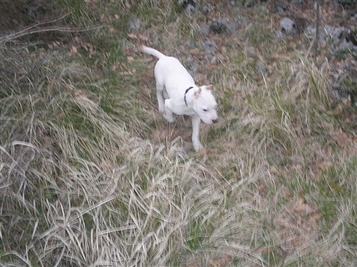 Dogo argentino - foto povečava