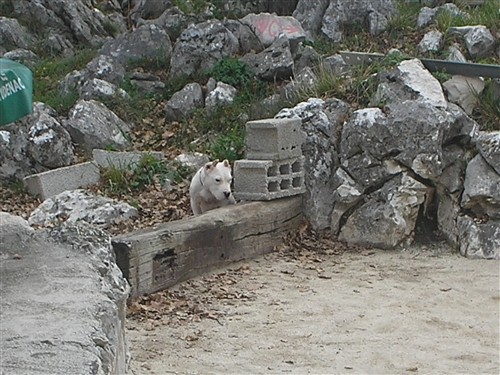 Dogo argentino - foto povečava