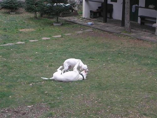 Dogo argentino - foto povečava