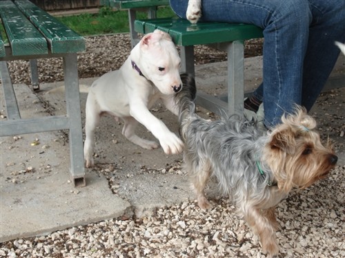 Dogo argentino - foto povečava