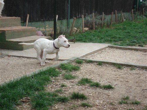 Dogo argentino - foto povečava