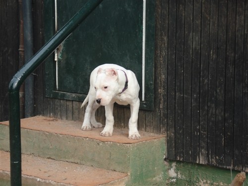 Dogo argentino - foto povečava