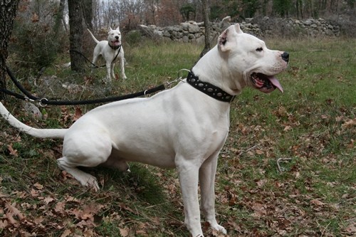 Dogo argentino - foto povečava