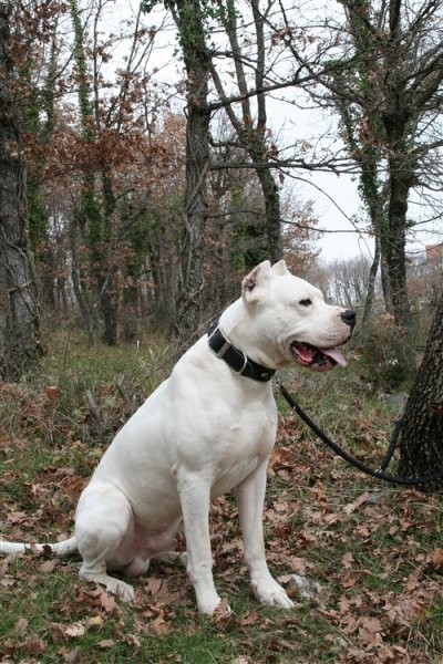 Dogo argentino - foto povečava