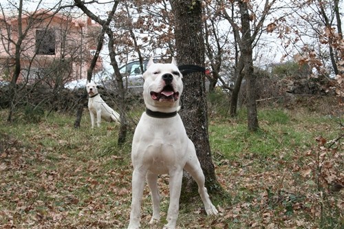 Dogo argentino - foto povečava