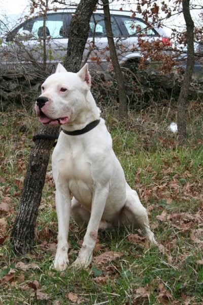 Dogo argentino - foto povečava