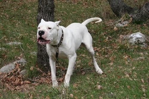 Dogo argentino - foto povečava