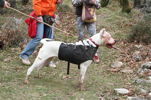 Dogo argentino - foto povečava