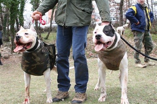 Dogo argentino - foto povečava