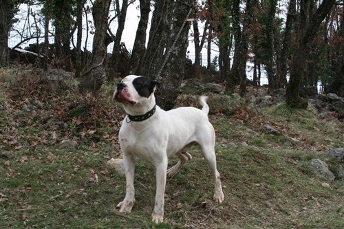 Dogo argentino - foto povečava