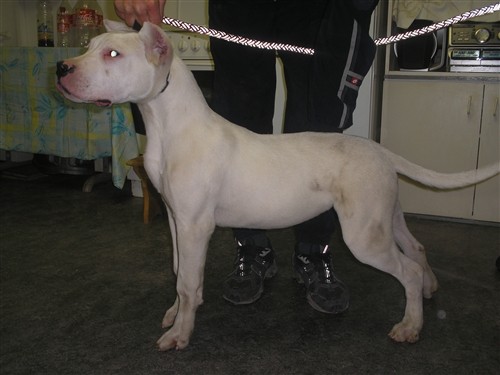 Dogo argentino - foto povečava