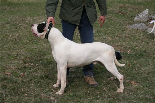 Dogo argentino - foto povečava