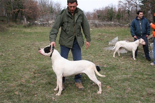 Dogo argentino - foto povečava