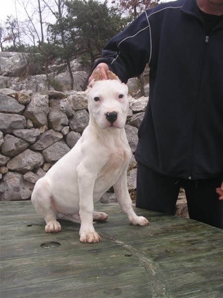 Dogo argentino - foto povečava