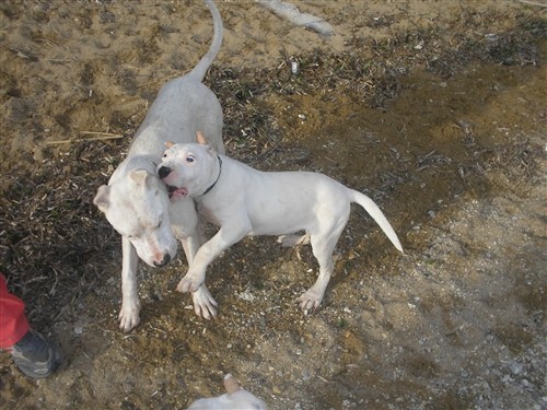 Dogo argentino - foto povečava