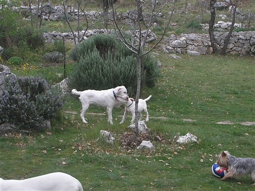 Dogo argentino - foto povečava