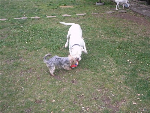 Dogo argentino - foto povečava