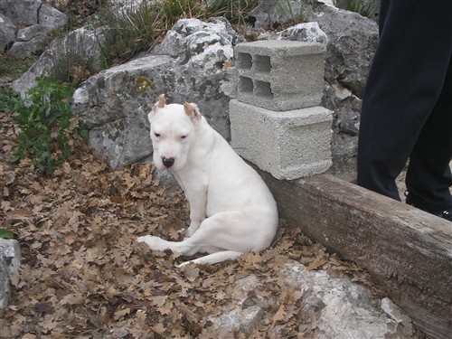 Dogo argentino - foto povečava