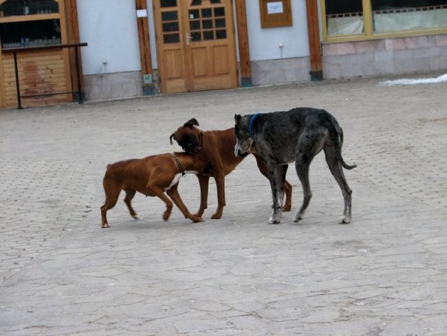 14. januar 2006 - foto povečava