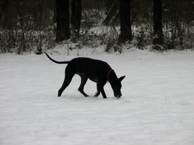 7. januar 2006 - foto povečava