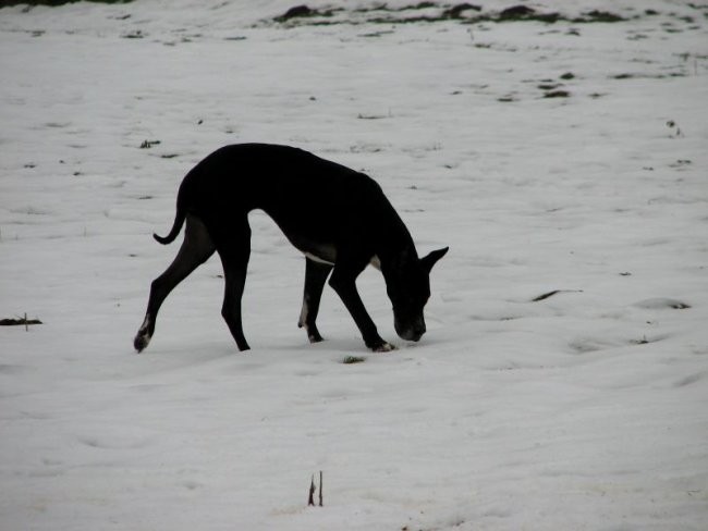 17. december 2005 - foto povečava