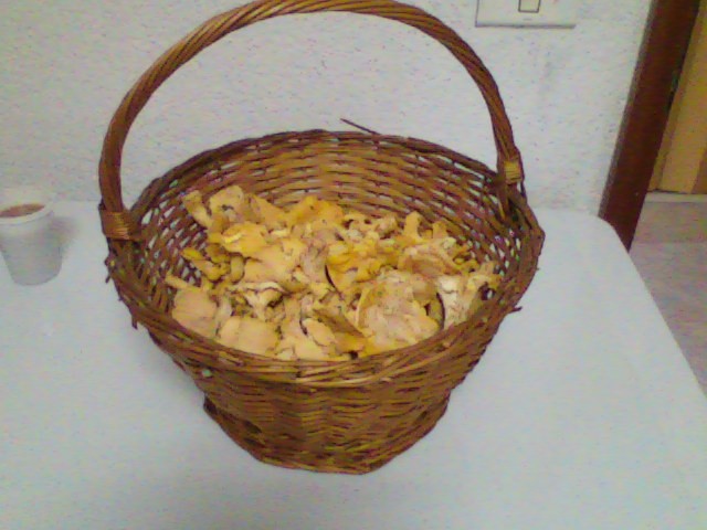 Gobice - foto povečava