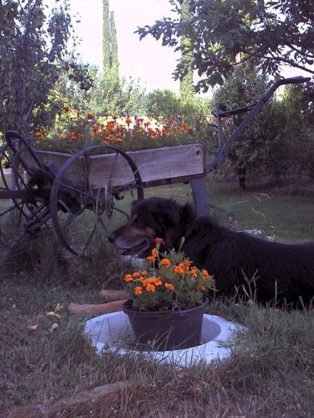 Poletje v očeh - foto