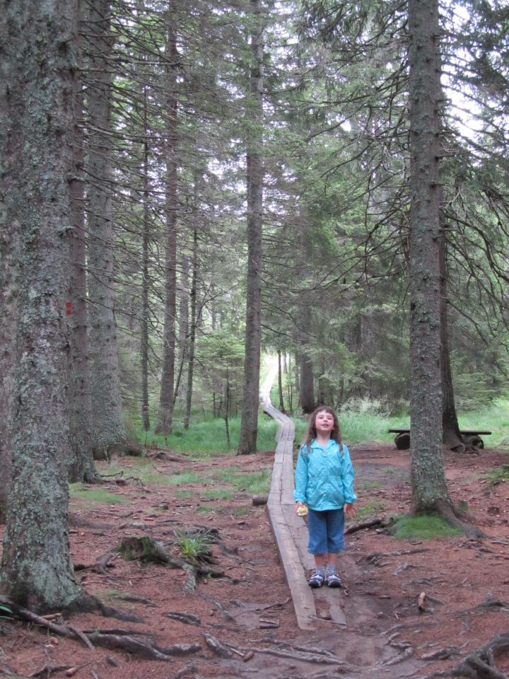 Pohorje - foto povečava
