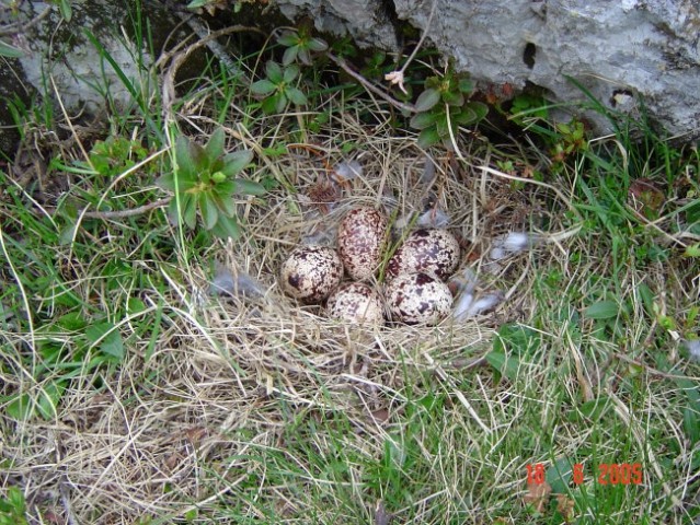 Jajčka ruševke ob poti