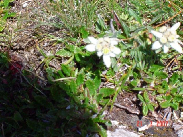 Mangrt in cvetje... - foto