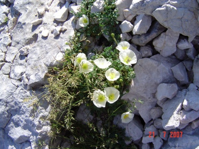 Mangrt in cvetje... - foto